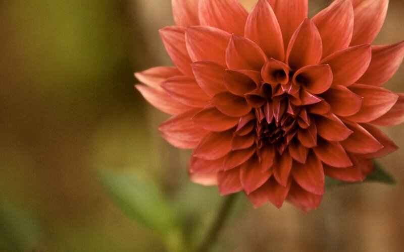 Red Dahlia Flower — Calm, Photograph, Stem