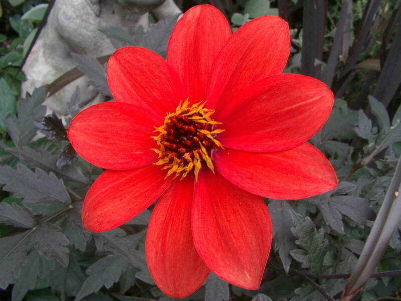 Red Dahlia Flower — Calm, Photograph