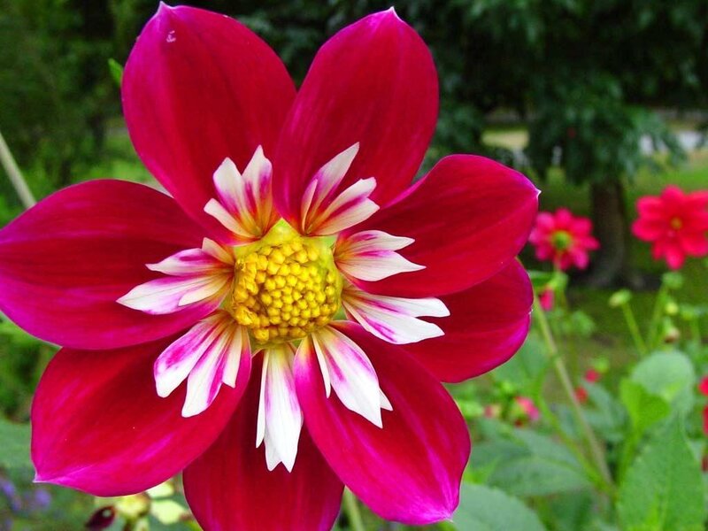 Red Dahlia Flower — Calm