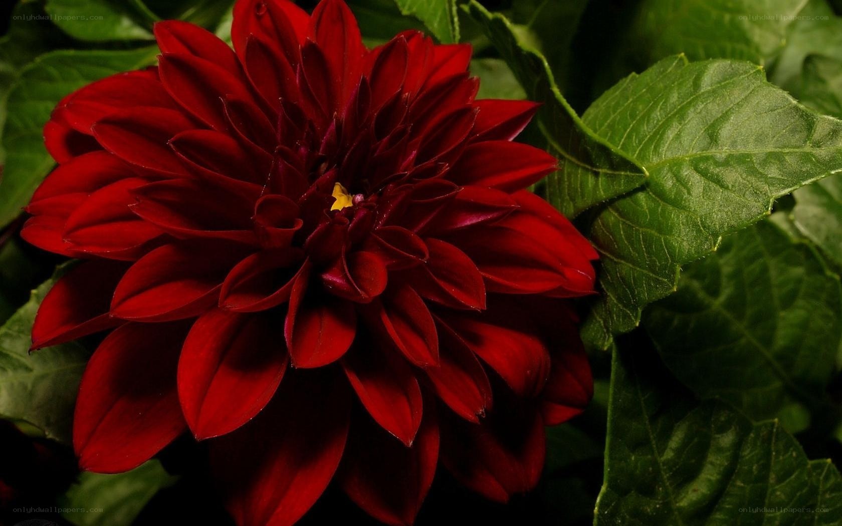 Red dahlia flower close-up