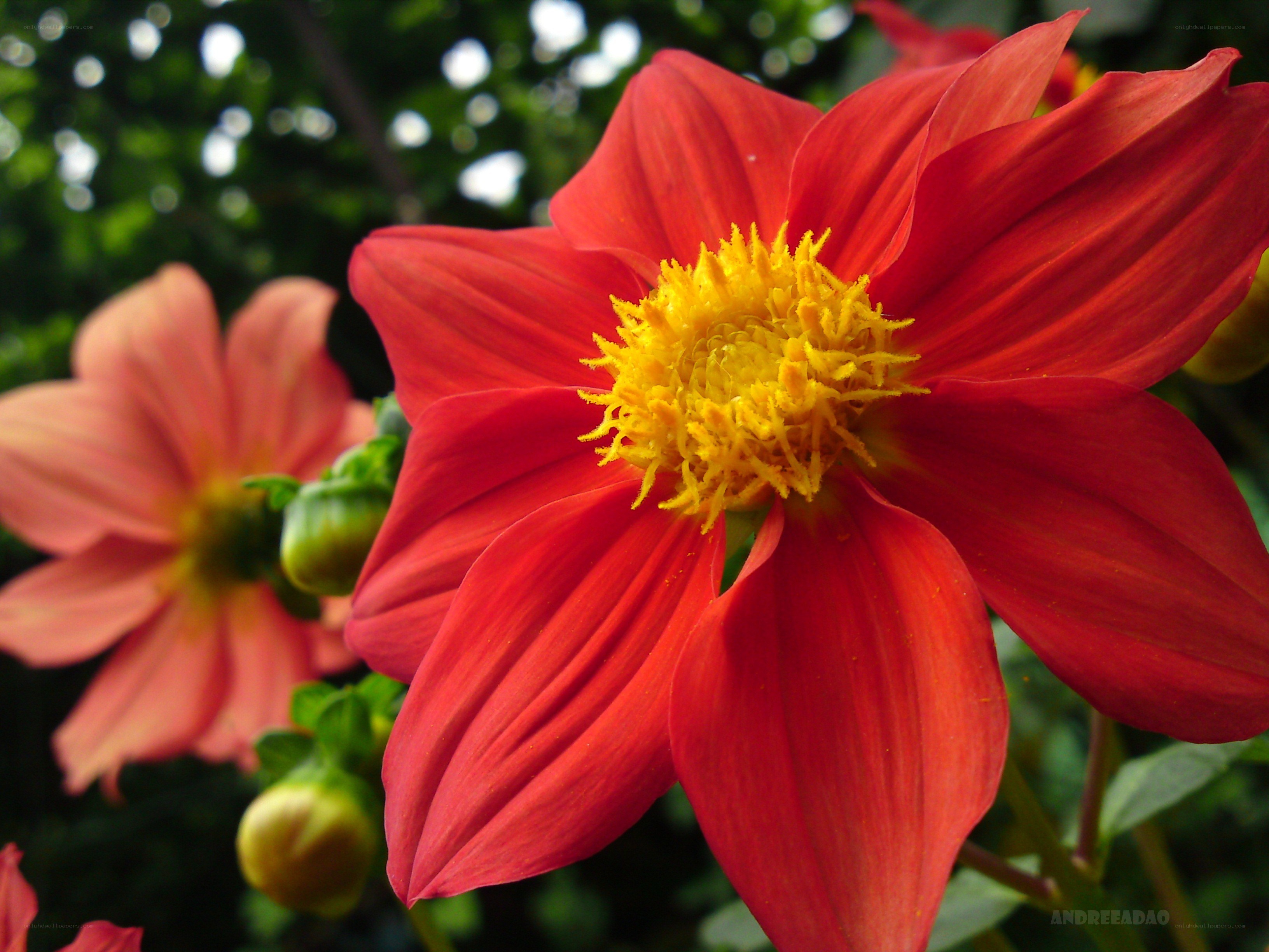 Red dahlia flower close-up