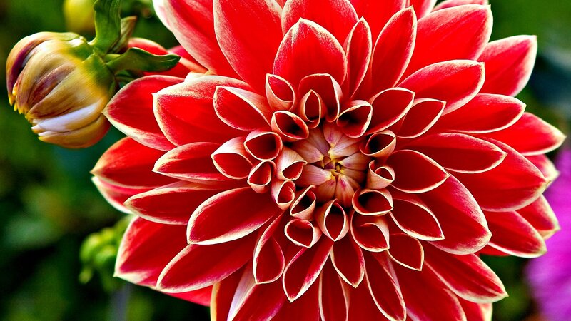 Red dahlia flower close-up