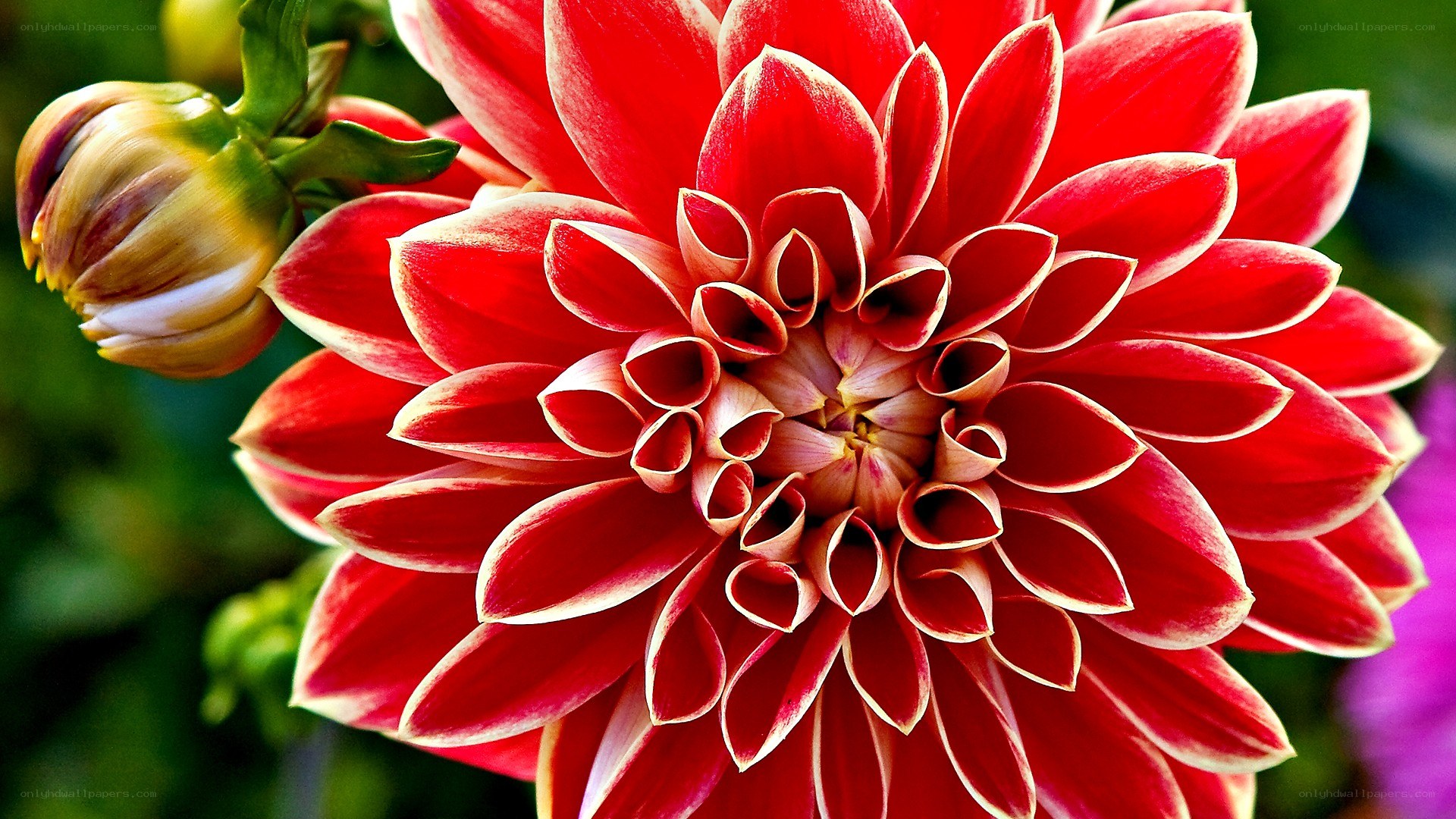 Red dahlia flower close-up