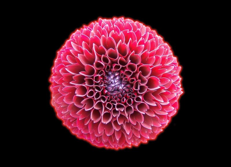 Red dahlia flower close-up