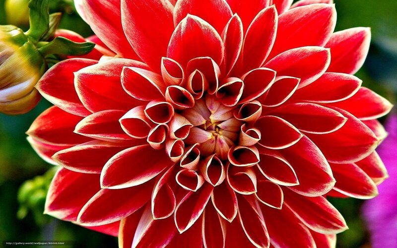 Red dahlia flower close-up