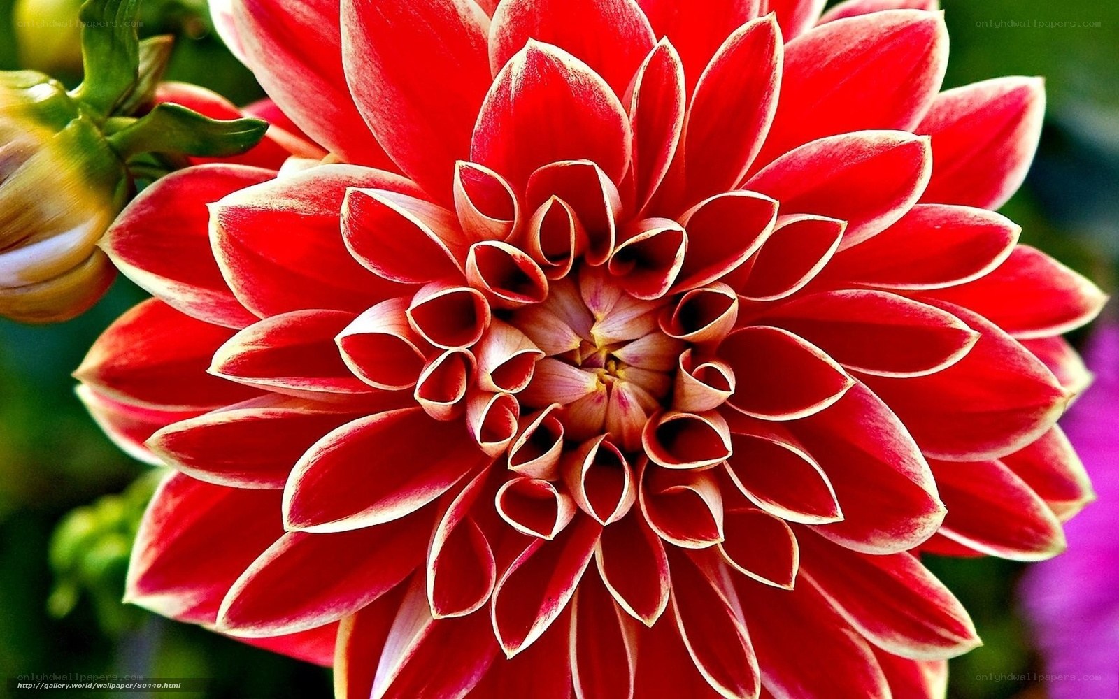Red dahlia flower close-up