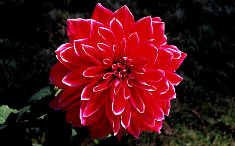 Red Dahlia Flower — Dramatic, Afternoon