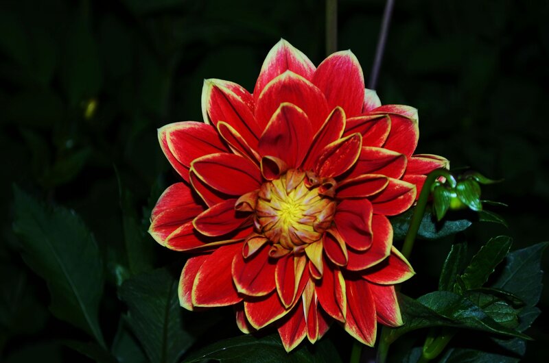 Red Dahlia Flower — Dramatic, Night