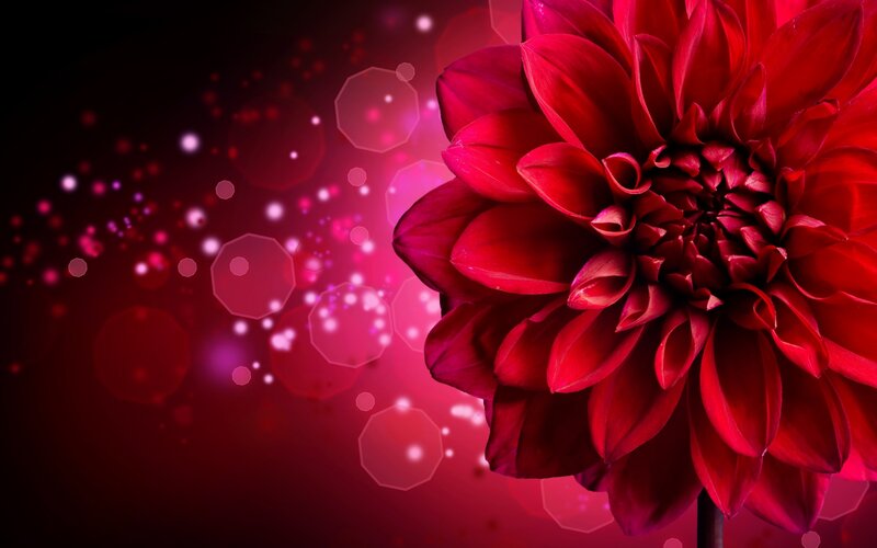 Red Dahlia Flower — Dramatic, Photograph, Bokeh, Light