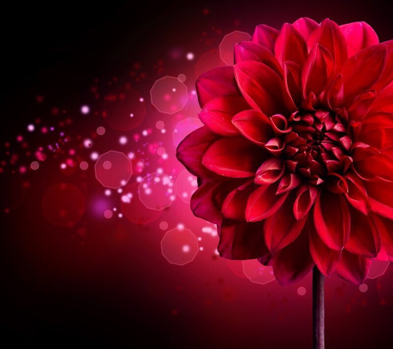 Red Dahlia Flower — Dramatic, Photograph, Bokeh Lights