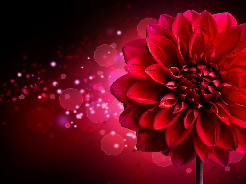 Red Dahlia Flower — Dramatic, Photograph, Bokeh, Sparkles, Stem