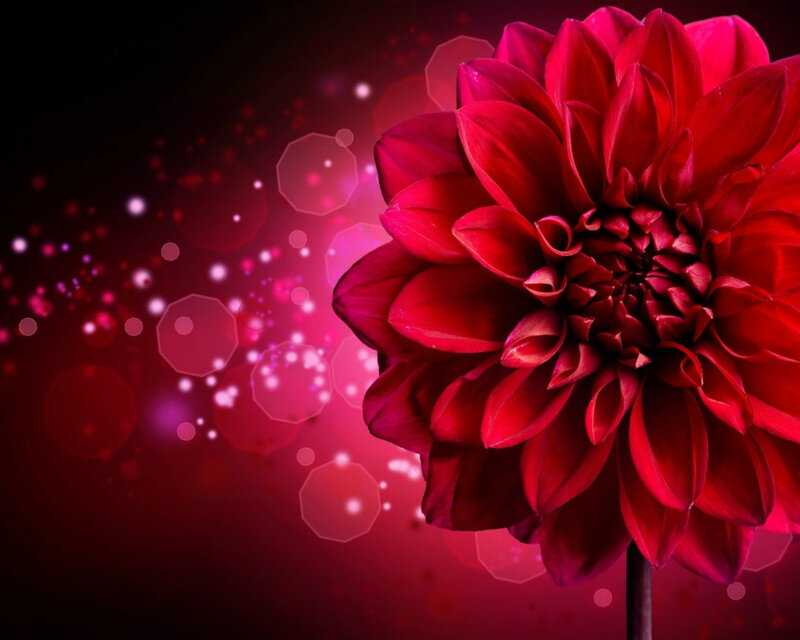 Red Dahlia Flower — Dramatic, Photograph, Bokeh, Sparkles
