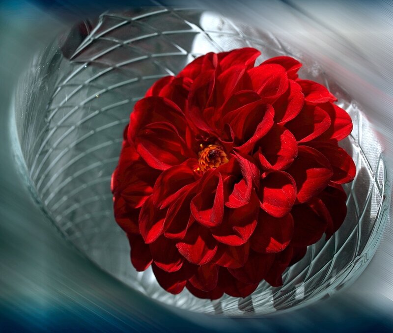 Red Dahlia Flower — Dramatic, Photograph, Glass Bowl
