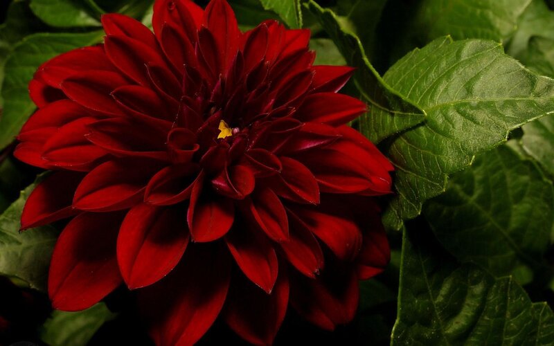Red Dahlia Flower — Dramatic, Photograph, Green Leaves