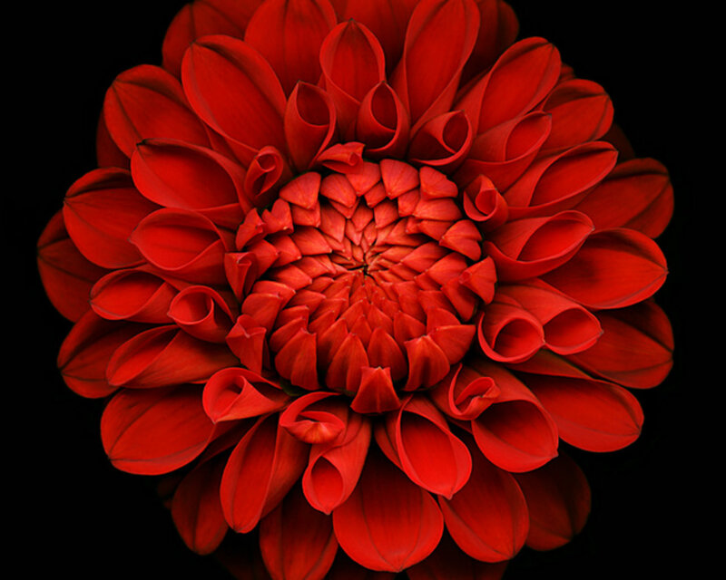 Red Dahlia Flower — Dramatic, Photograph, Petals, Center