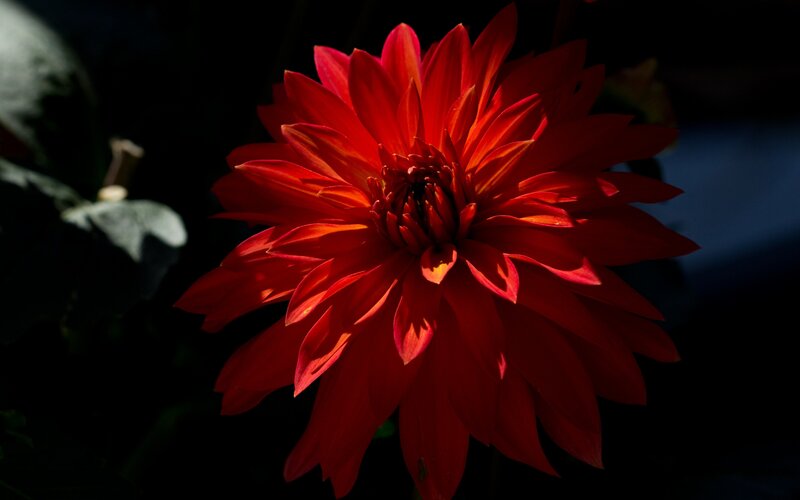 Red Dahlia Flower — Dramatic, Photograph, Petals, Dark Background