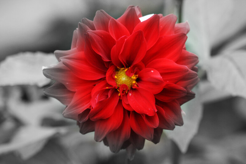 Red Dahlia Flower — Dramatic, Photograph, Petals