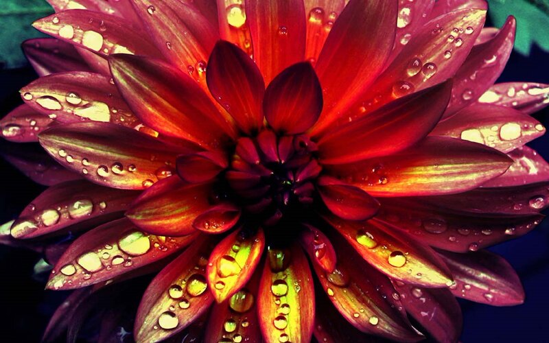 Red Dahlia Flower — Dramatic, Photograph, Water Droplets, Petals