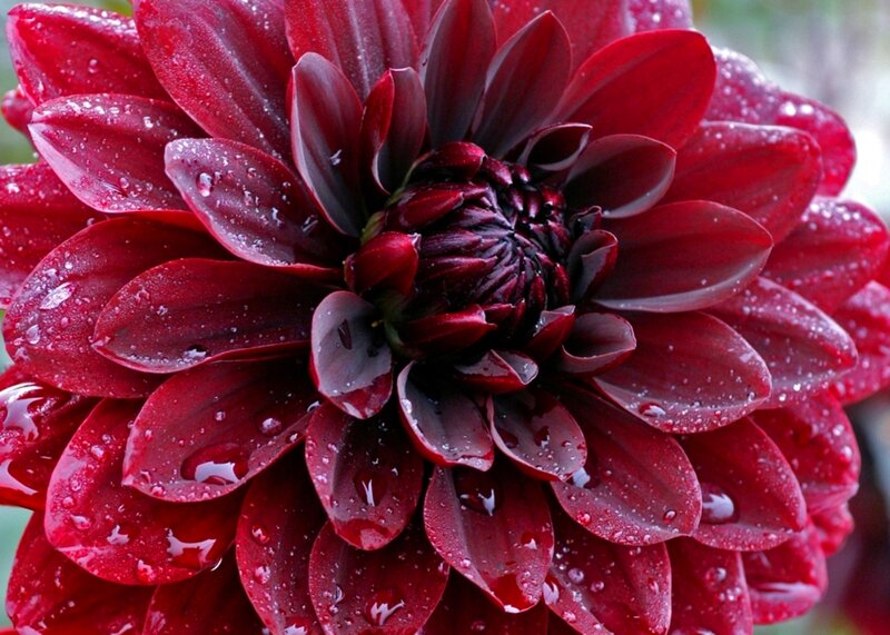 Red Dahlia Flower — Dramatic, Photograph, Water Droplets