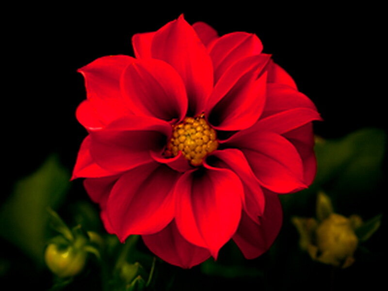 Red Dahlia Flower — Dramatic, Photograph, Yellow Center