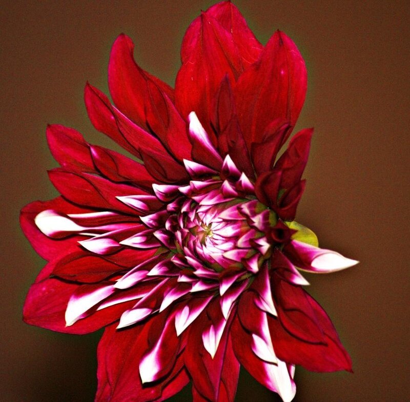 Red Dahlia Flower — Dramatic