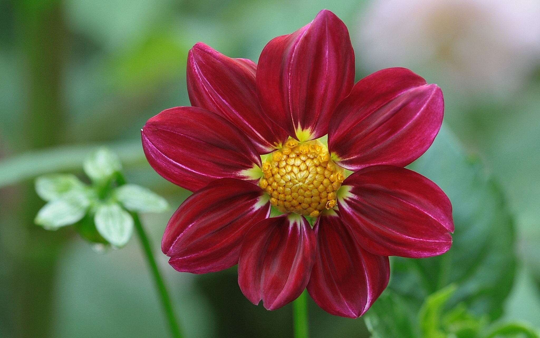 Red dahlia flower in bloom