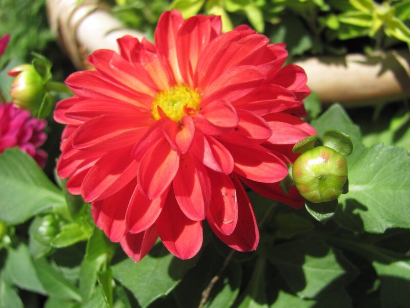 Red dahlia flower in bloom