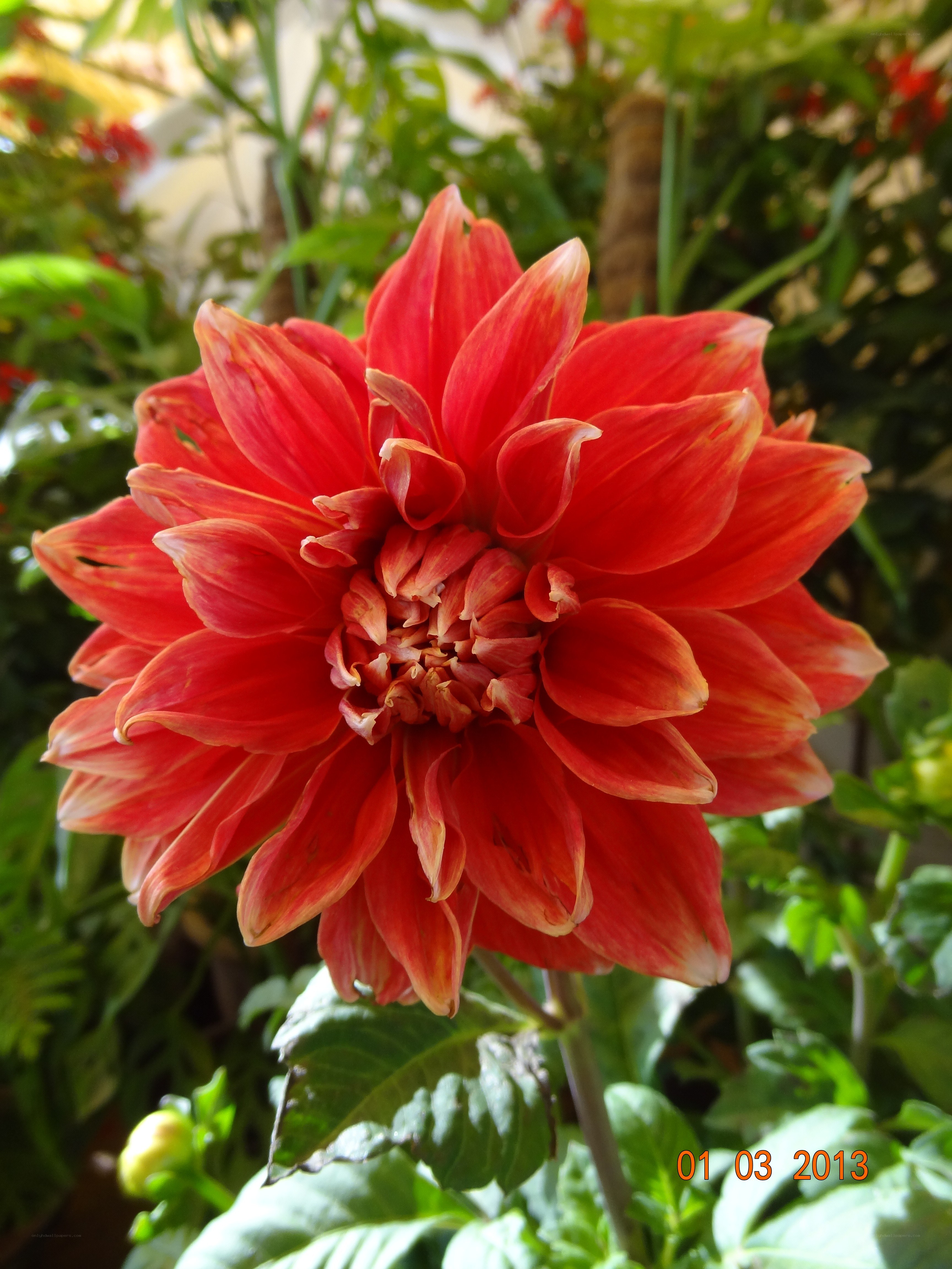 Red dahlia flower in bloom