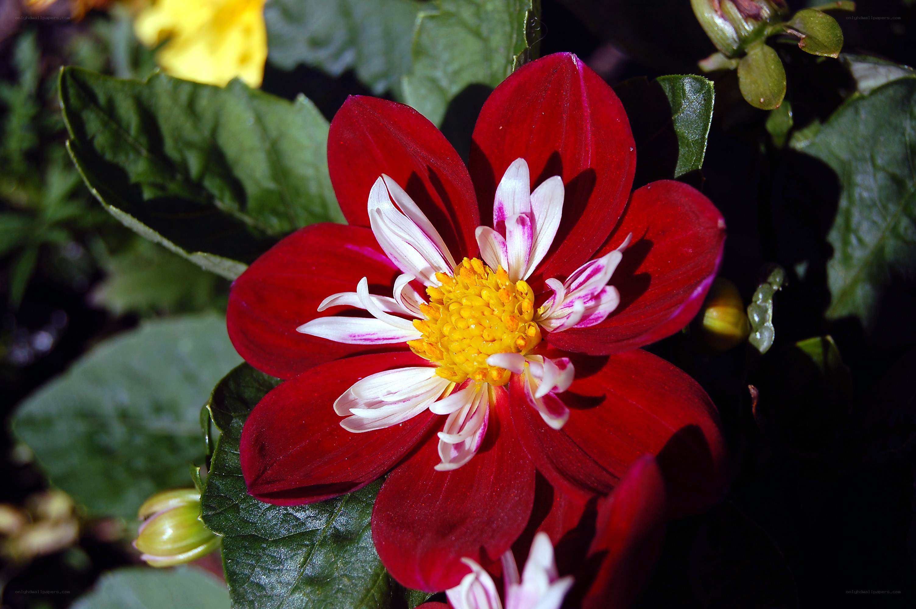 Red dahlia flower in bloom