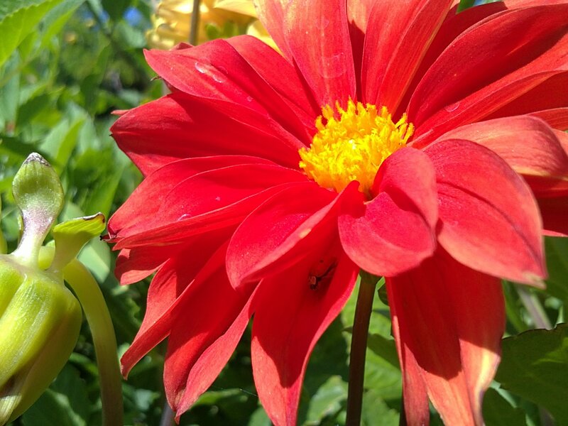 Red dahlia flower in bloom