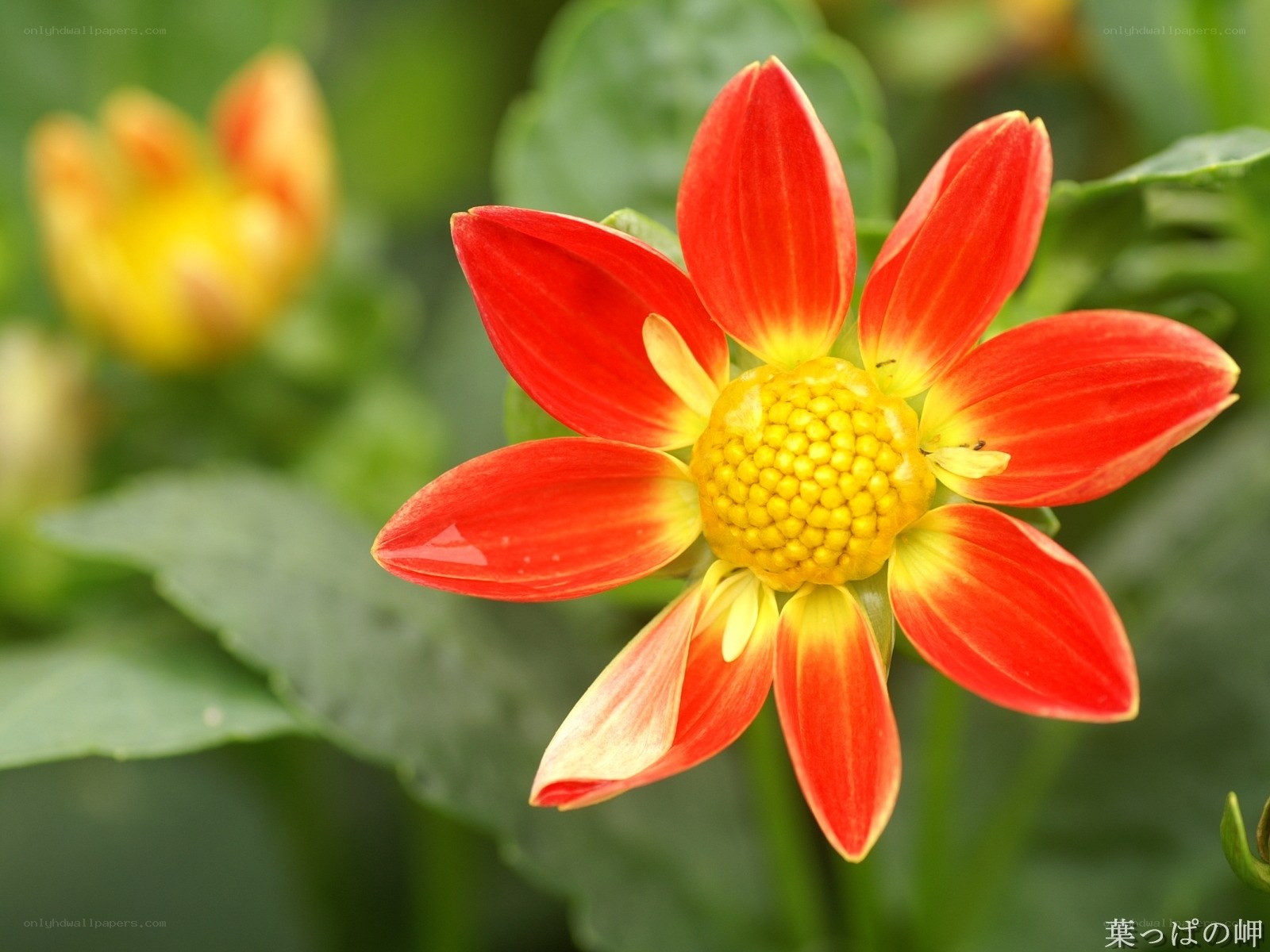 Red dahlia flower in bloom
