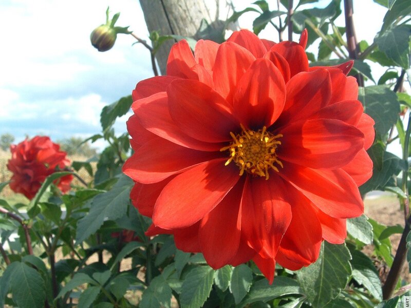 Red dahlia flower in garden