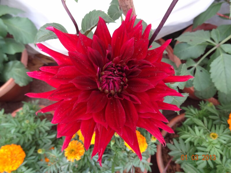Red dahlia flower in garden