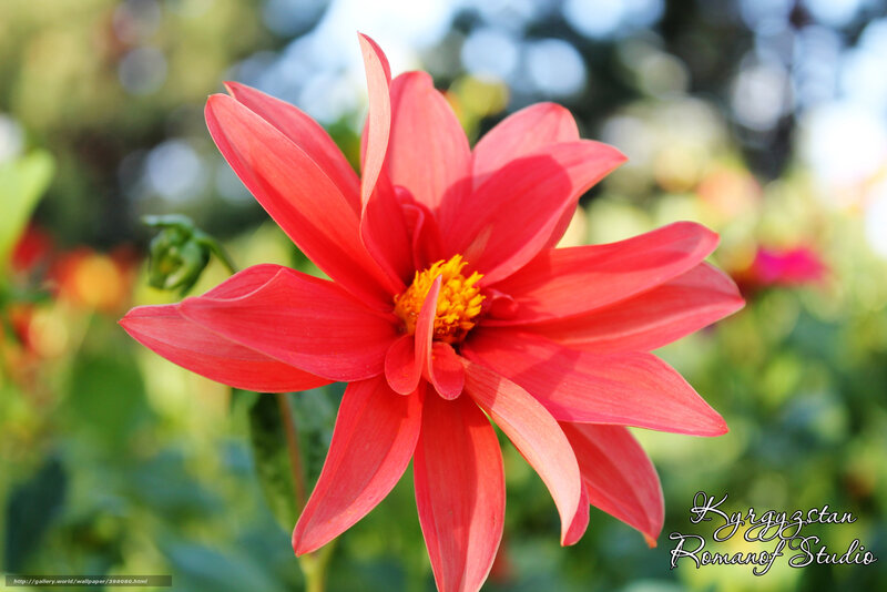 Red dahlia flower in garden