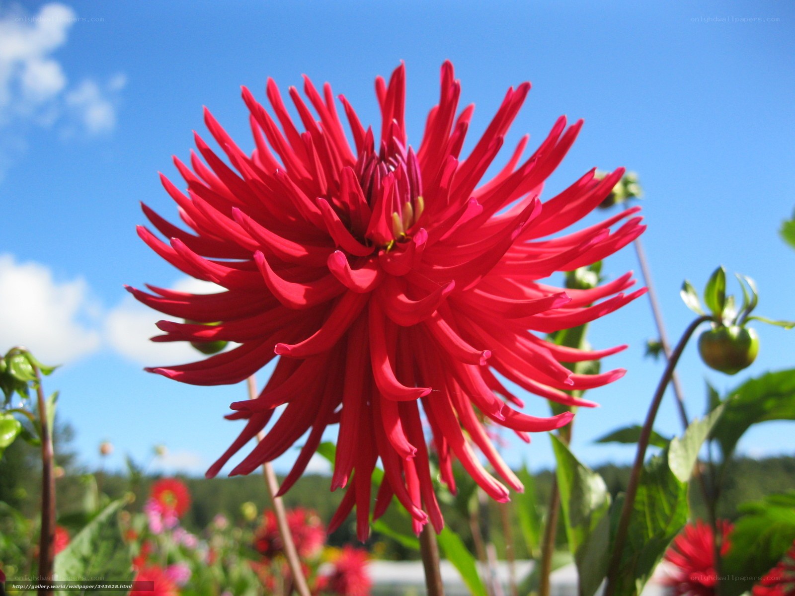 Red dahlia flower in sunlight