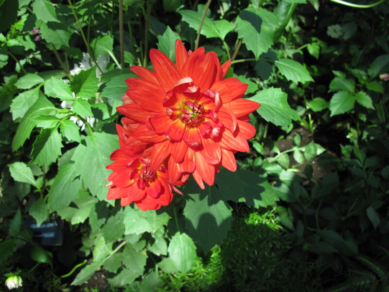 Red Dahlia Flower — Natural, Afternoon, Photograph, Green Leaves, Garden