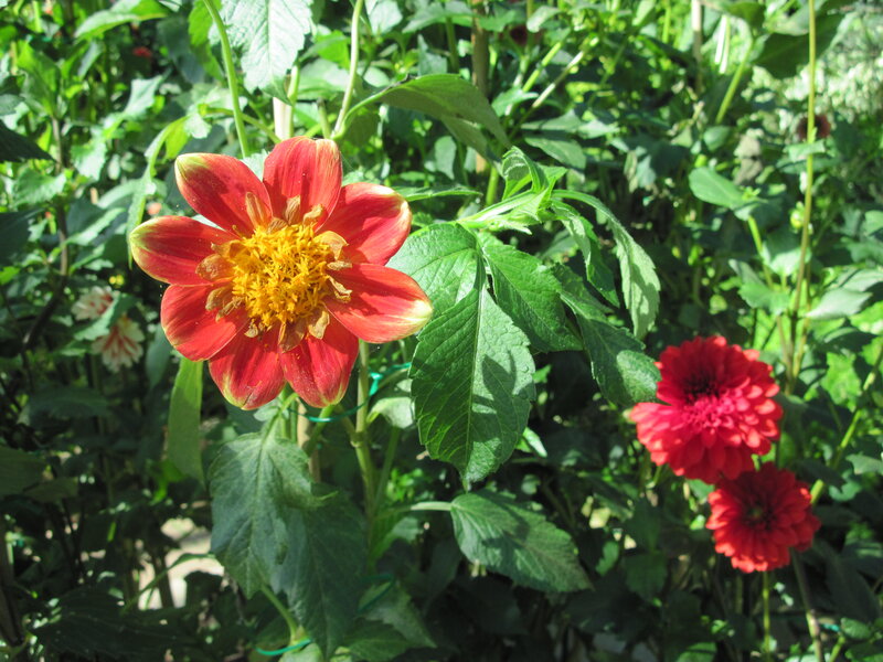 Red Dahlia Flower — Natural, Afternoon, Photograph, Green Leaves, Yellow Center