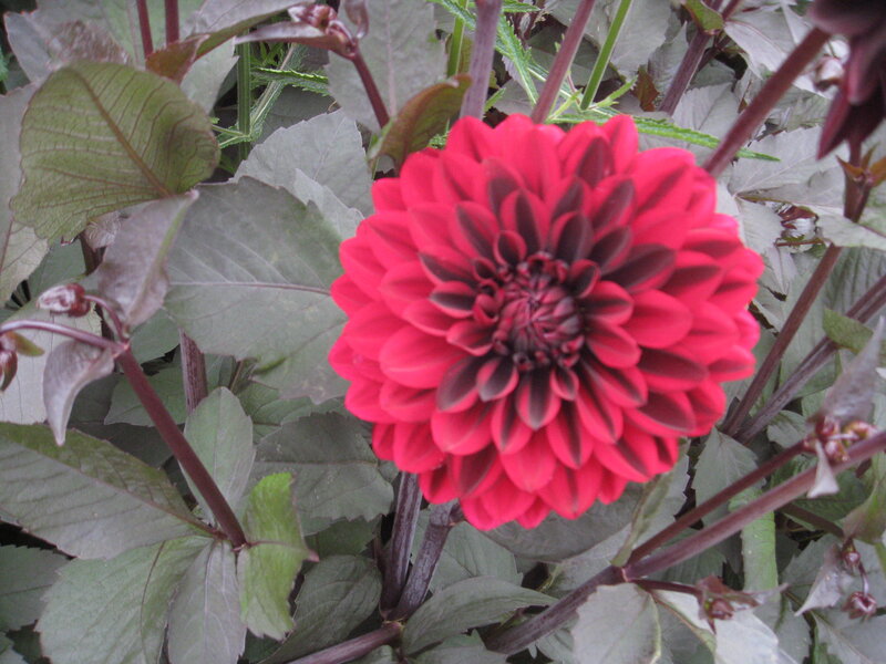 Red Dahlia Flower — Natural, Afternoon, Photograph, Leaves