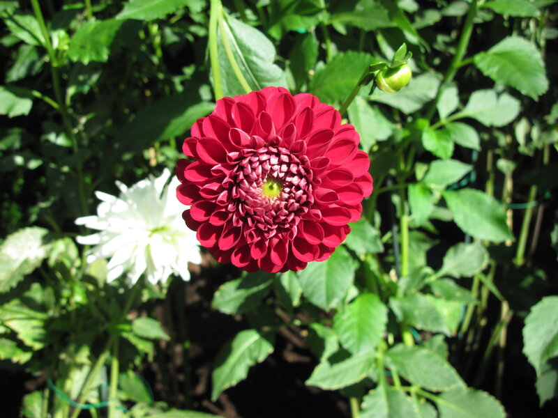 Red Dahlia Flower — Natural, Afternoon, Photograph, White Flower