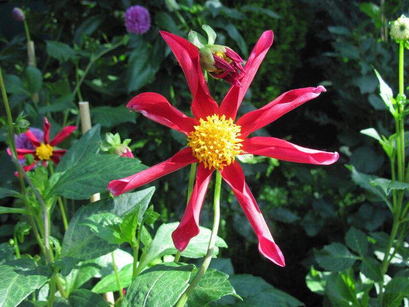 Red Dahlia Flower — Natural, Afternoon