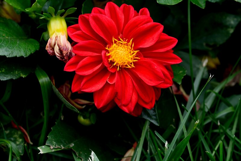 Red Dahlia Flower — Natural, Photograph, Bud