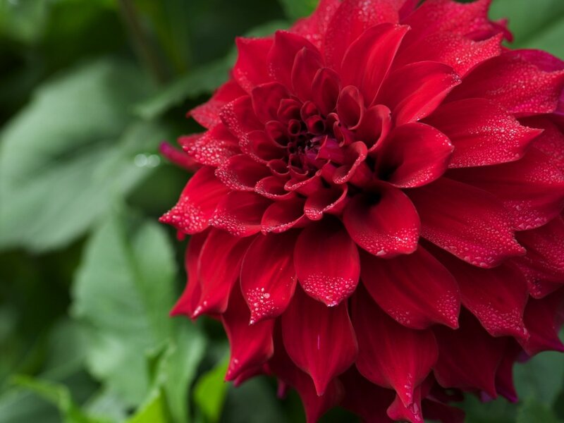 Red Dahlia Flower — Natural, Photograph