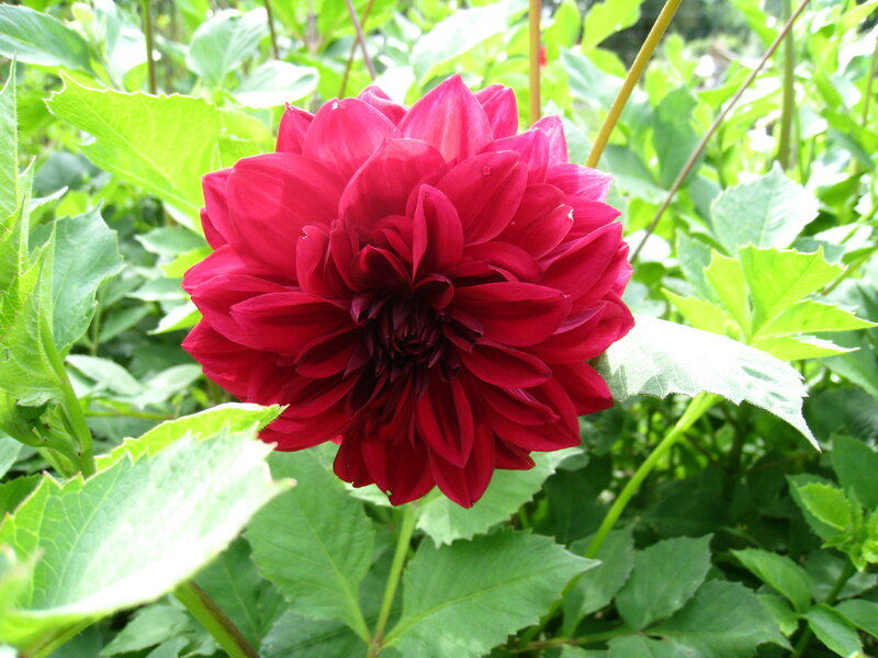 Red Dahlia Flower — Natural
