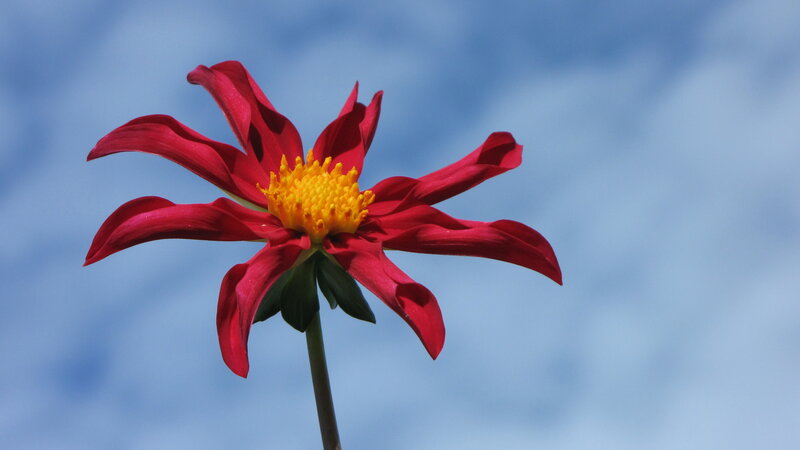 Red Dahlia Flower — Serene, Afternoon