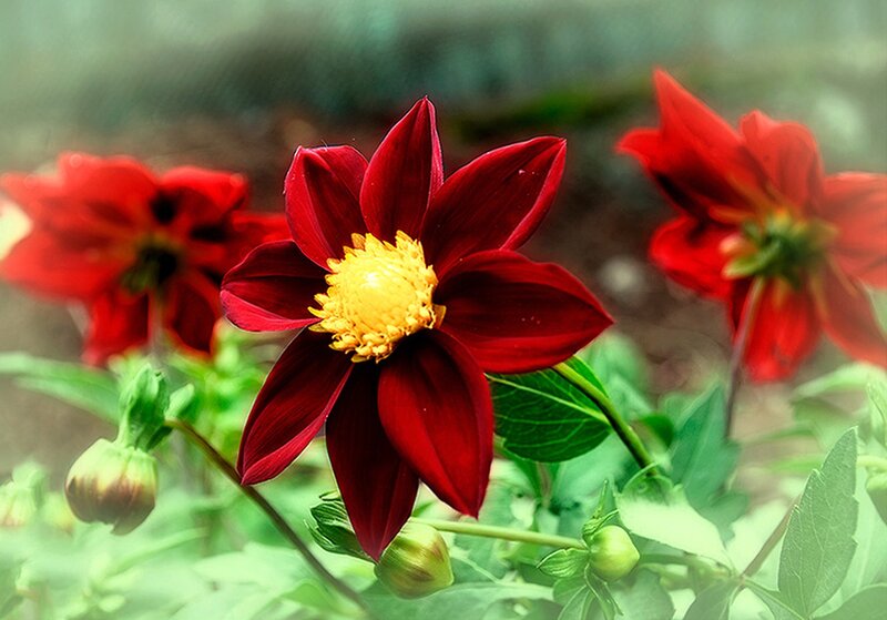 Red Dahlia Flower — Serene, Photograph
