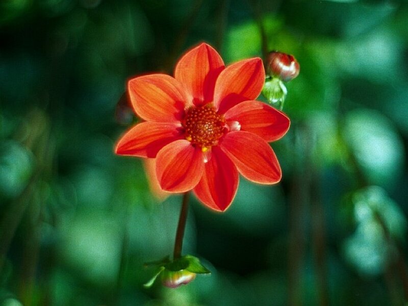 Red Dahlia Flower — Serene