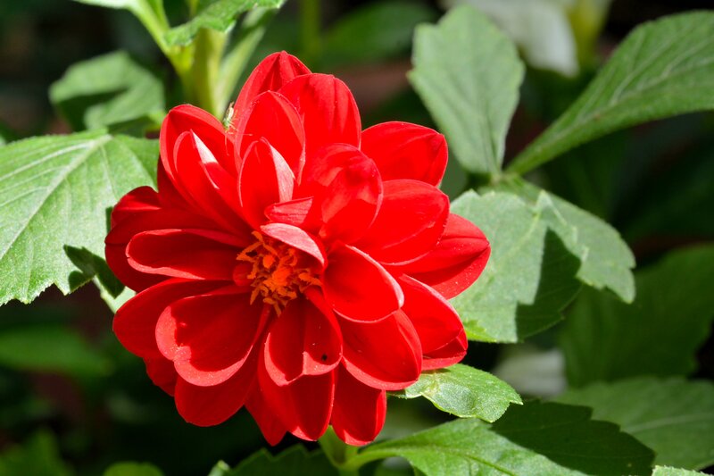 Red Dahlia Flower — Vibrant, Afternoon, Photograph, Green Leaves, Sunlight