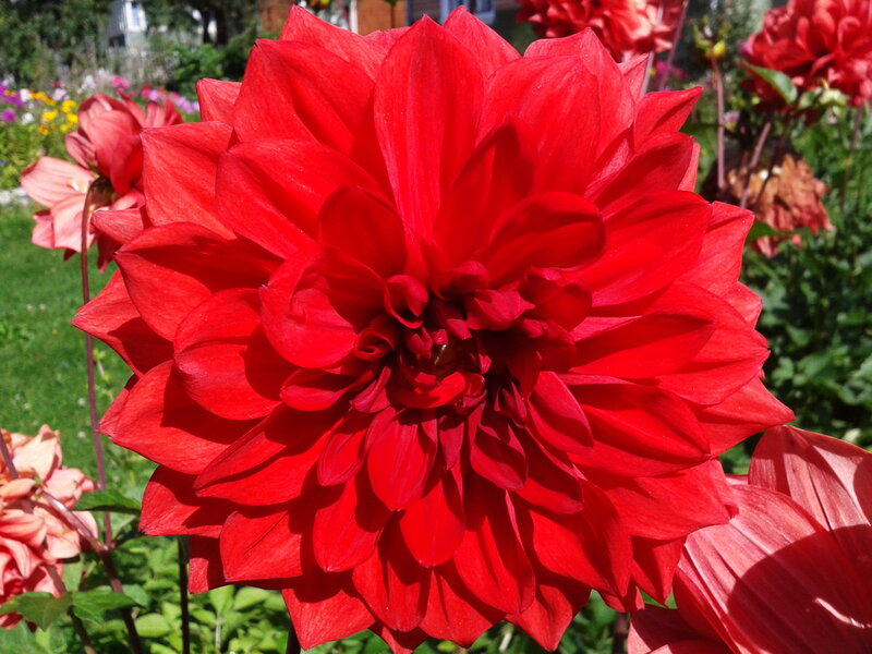 Red Dahlia Flower — Vibrant, Afternoon, Photograph, Greenery