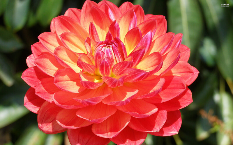 Red Dahlia Flower — Vibrant, Afternoon, Photograph, Leaves