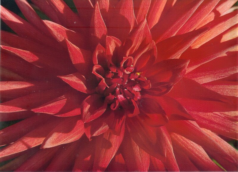 Red Dahlia Flower — Vibrant, Afternoon, Photograph, Petals